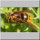 Dolichovespula media - Mittlere Wespe 01a Koenigin.jpg